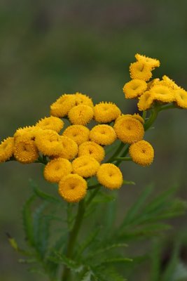 Tansy - Tanacetum vulgare