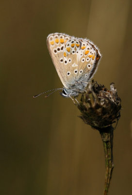 Common blue.( female )