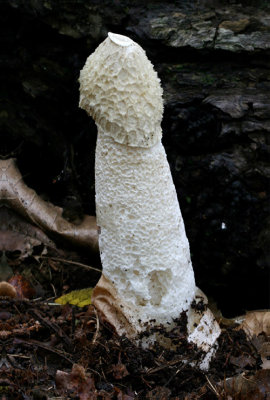 Stinkhorn - Phallus impudicus.