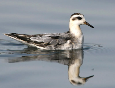 Grey Phalarope