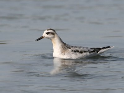 Grey Phalarope