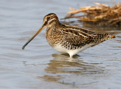 Common Snipe