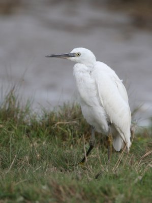 Little Egret.