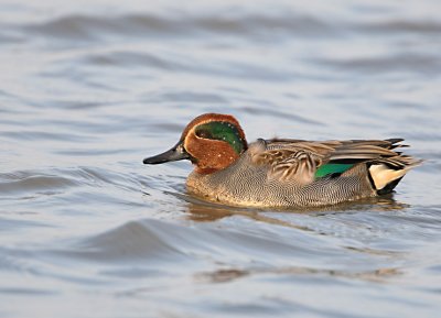 Common Teal