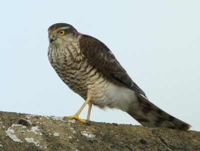 Sparrowhawk - Accipiter nisus