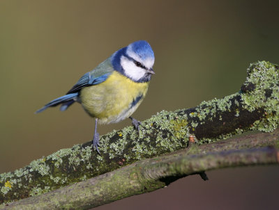 bluetit.