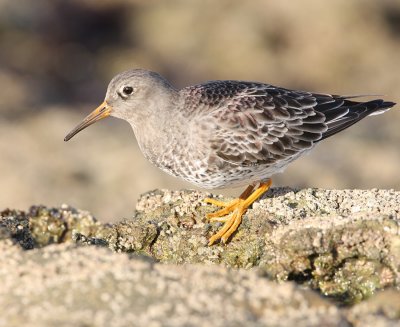 PURPLE SANDPIPER