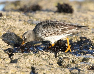 Purple sandpiper - Calidris maritima