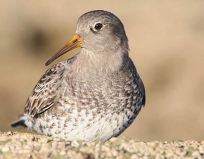 PURPLE SANDPIPER (Calidris maritima )