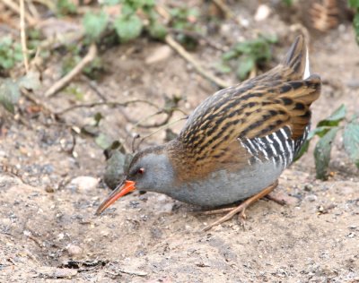 Water-rail - Rallus aquaticus