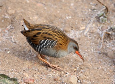 Water Rail - Rallus-aquaticus