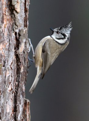 Crested-Tit - Parus cristatus