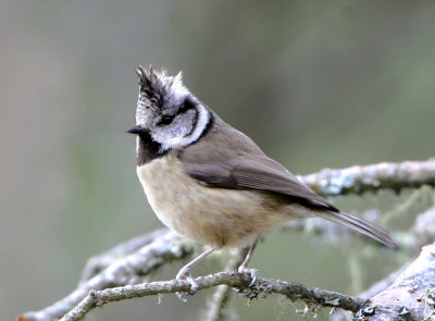 Crested-Tit - Parus cristatus