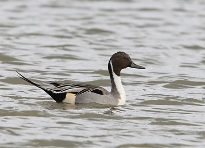 Pintail - Anus acuta