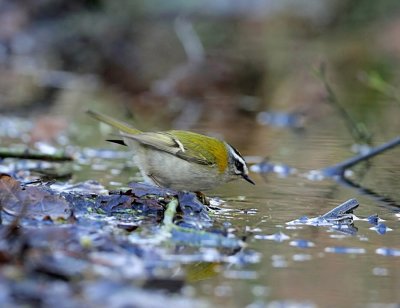 Firecrest.