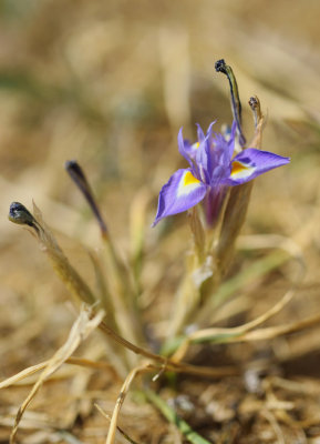 Barbary Nut - Gynandriris sisyrinchium   