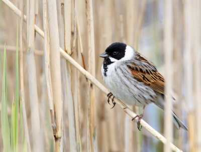 Reed-Bunting.
