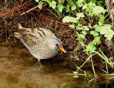 Spotted-Crake