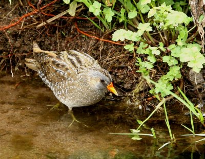 Spotted-Crake