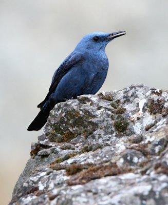 Blue rock thrush - Monticola solitarius