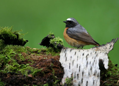 Common Redstart