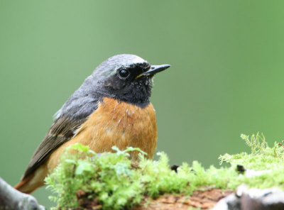 Common Redstart