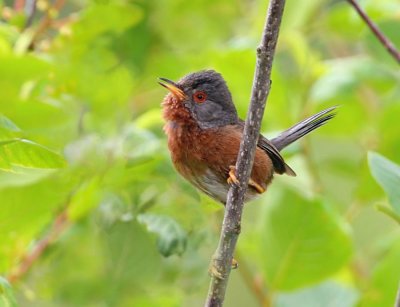 Dartford Warbler - Sylvia undata