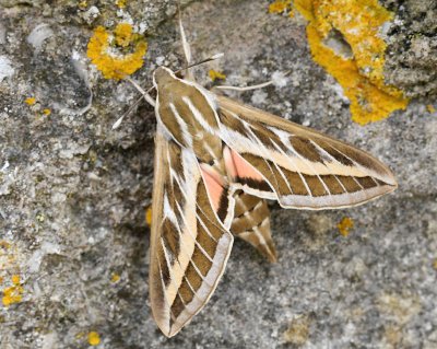 Striped Hawkmoth.