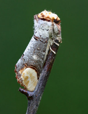 Buff Tip - Phalera bucephala