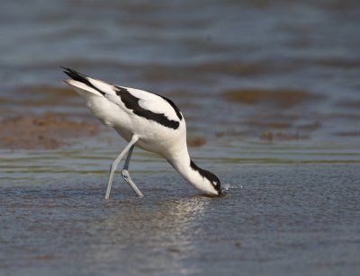 Avocet