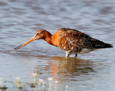 blacktailed-Godwit - Limosa limosa