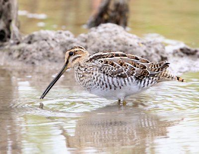 Common-Snipe.