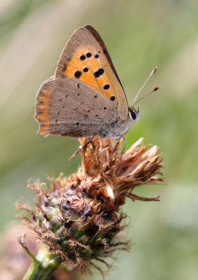 Small-Copper.