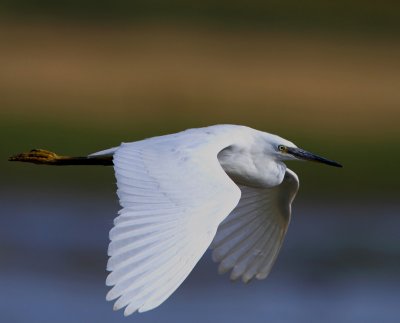 Little Egret