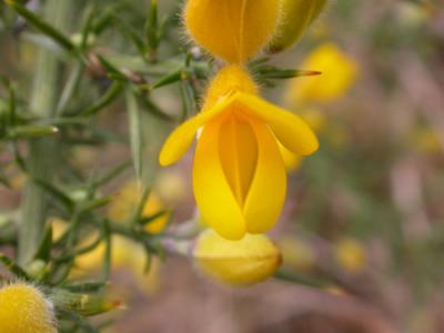 gorse