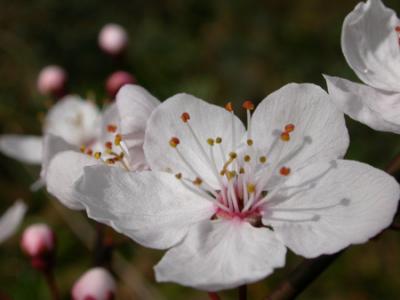 wild cherry blossom