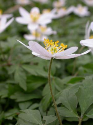 wood anenome