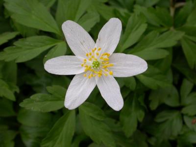 wood anenome