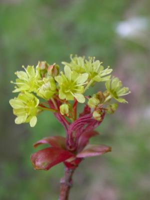 FIELD MAPLE BLOSSOM