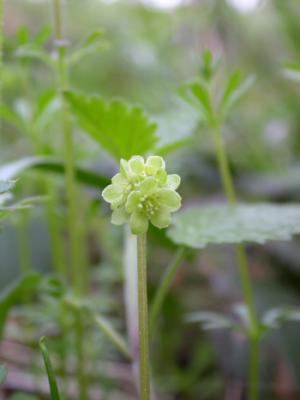 GREEN FLOWER