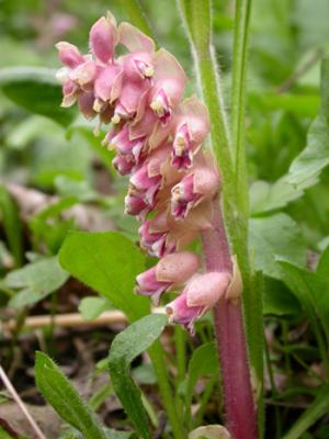 Toothwort