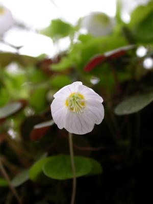 Wood Sorrel