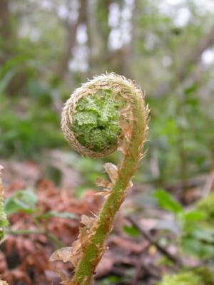 woodland fern