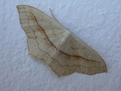 Bloodvien Moth.jpg