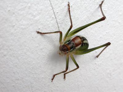 cricket species.jpg
