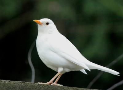 White blackbird.2006