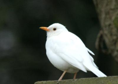 Whiteblackbird2.jpg