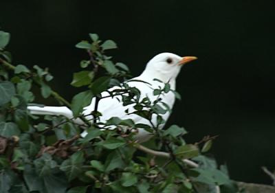 whiteblackbird1.jpg