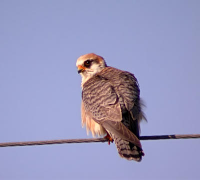 Redfooted Falcon.jpg