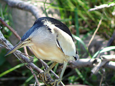 Little Bittern.jpg